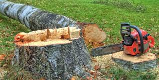 How Our Tree Care Process Works  in  Washington, IL