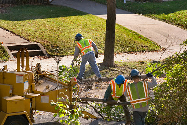 Reliable Washington, IL Tree Removal Solutions