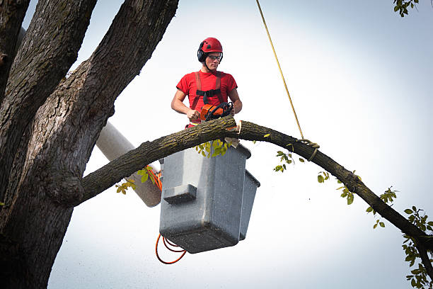 Best Storm Damage Tree Cleanup  in Washington, IL